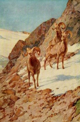 Picture of BIGHORN SHEEP