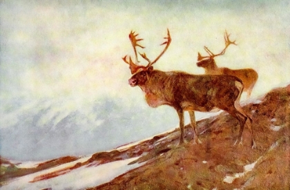 Picture of CARIBOU