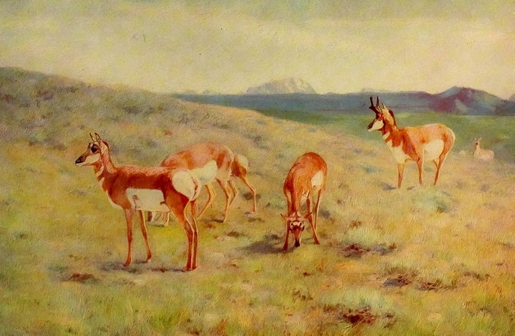 Picture of PRONGHORNS