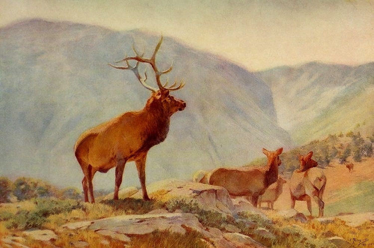 Picture of BULL ELK