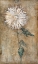 Picture of CHRYSANTHEMUM