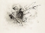 Picture of UNTITLED 1916