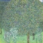 Picture of ROSEBUSHES UNDER THE TREES