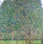 Picture of PEAR TREE