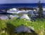 Picture of VINE CLAD SHORE-MONHEGAN ISLAND