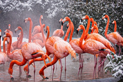 Picture of AMERICAN FLAMINGO