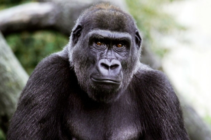 Picture of LOWLAND GORILLA