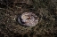 Picture of RATTLESNAKE IN BRUSH