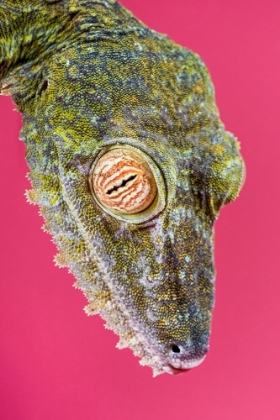 Picture of LEAF-TAILED GECKO