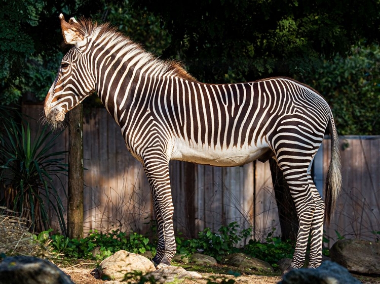 Picture of ZEBRA