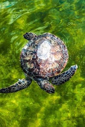 Picture of GREEN SEA TURTLE
