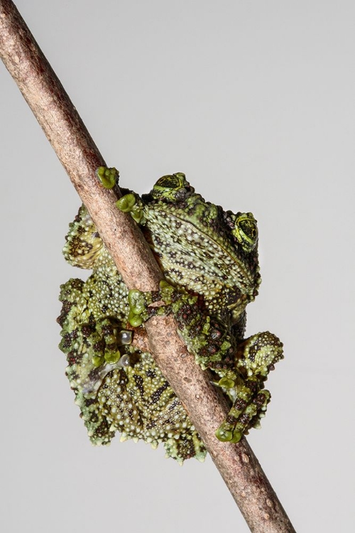 Picture of VIETNAMESE MOSSY FROG