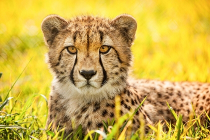 Picture of CHEETAH