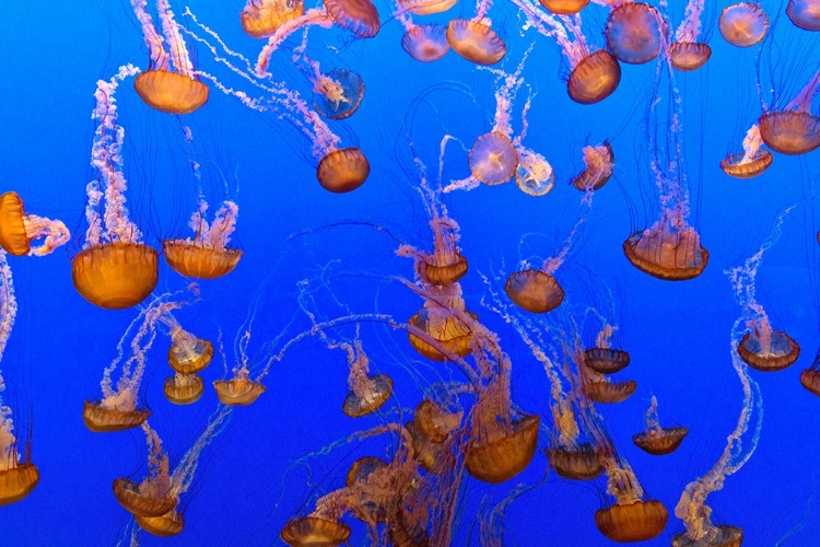 Picture of JELLYFISH