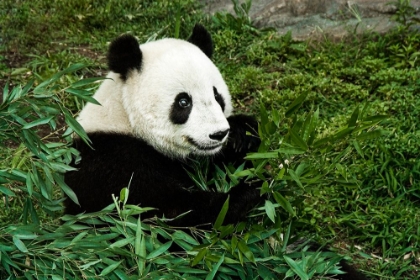 Picture of GIANT PANDA