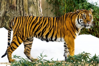 Picture of SUMATRAN TIGER