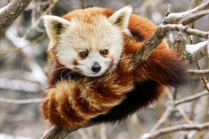 Picture of RED PANDA