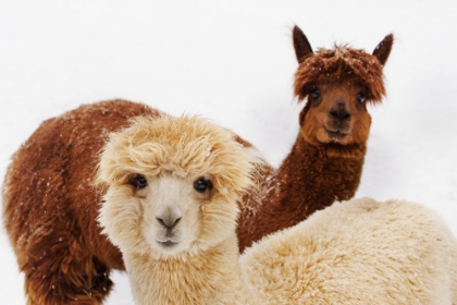 Picture of ALPACAS