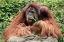 Picture of ORANGUTAN