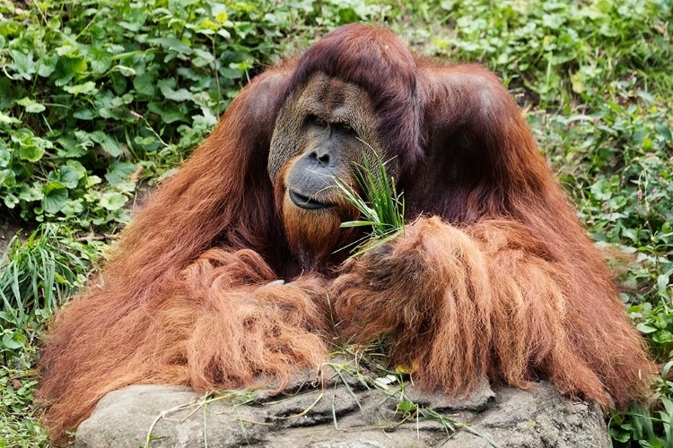 Picture of ORANGUTAN