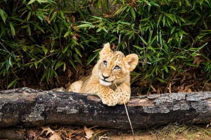 Picture of AFRICAN LION 