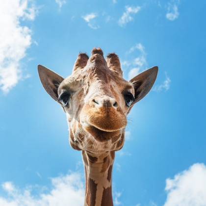 Picture of GIRAFFE