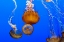 Picture of JELLYFISH II