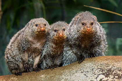 Picture of BANDED MONGOOSE