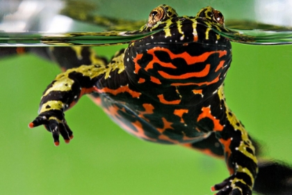 Picture of ORIENTAL FIRE-BELLIED TOAD