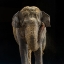 Picture of ASIAN ELEPHANT