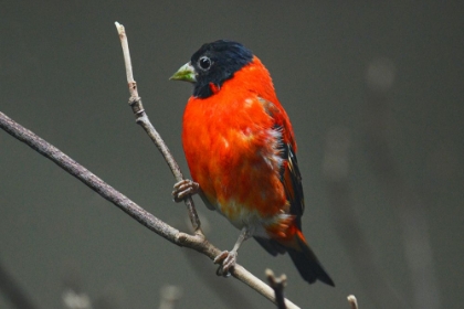 Picture of RED SISKIN