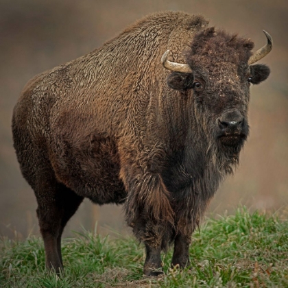 Picture of AMERICAN BISON