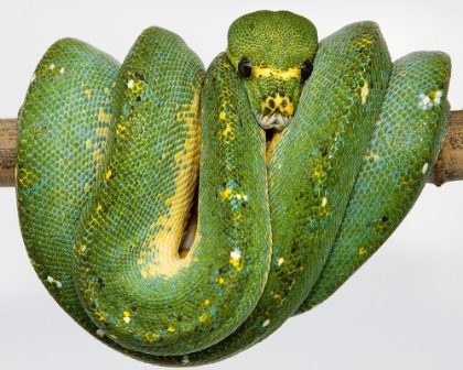 Picture of GREEN TREE PYTHON
