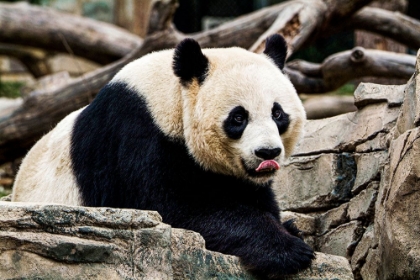 Picture of GIANT PANDA IV
