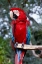 Picture of PARROT ON A TREE
