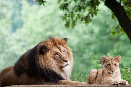 Picture of AFRICAN LION 