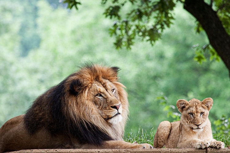 Picture of AFRICAN LION 