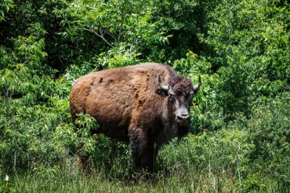Picture of AMERICAN BISON