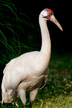 Picture of WHOOPING CRANE