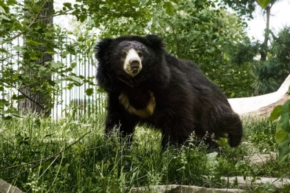 Picture of SLOTH BEAR