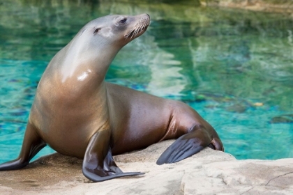 Picture of CALIFORNIA SEA LION 