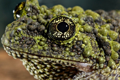 Picture of VIETNAMESE MOSSY FROG