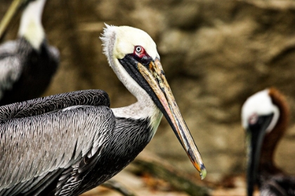 Picture of BROWN PELICAN