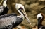 Picture of BROWN PELICAN