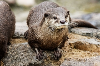 Picture of ASIAN SMALL-CLAWED OTTER