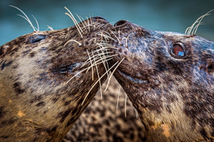 Picture of HARBOR SEALS