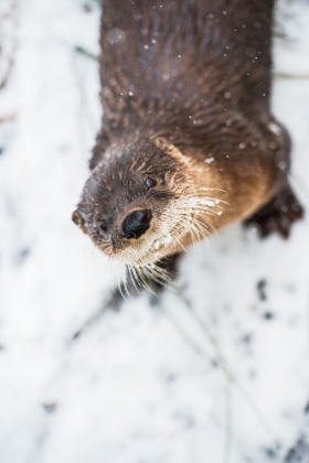 Picture of NORTH AMERICAN RIVER OTTER