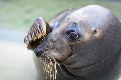 Picture of GRAY SEAL