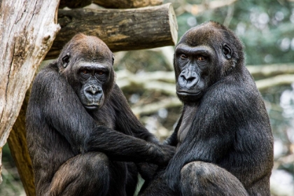 Picture of LOWLAND GORILLA 