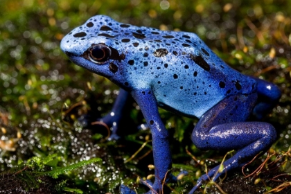 Picture of BLUE POISON FROG